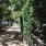 neighborhood sidewalk lined with foliage